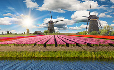 Dutch Tulip Field with windmills