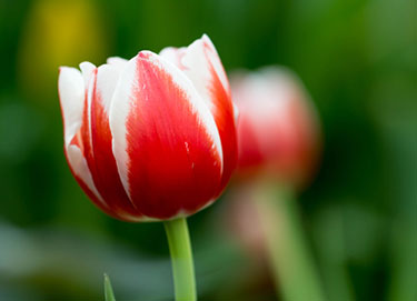Red and White Tulip: Closeup